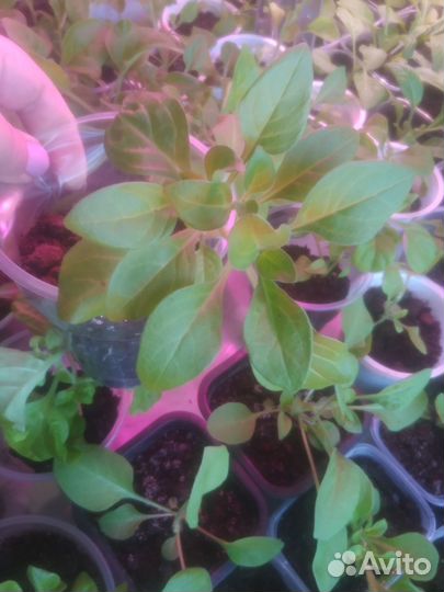 Петуния кустовая и балконная