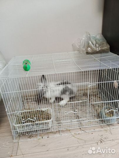 Декоративный кролик в дар