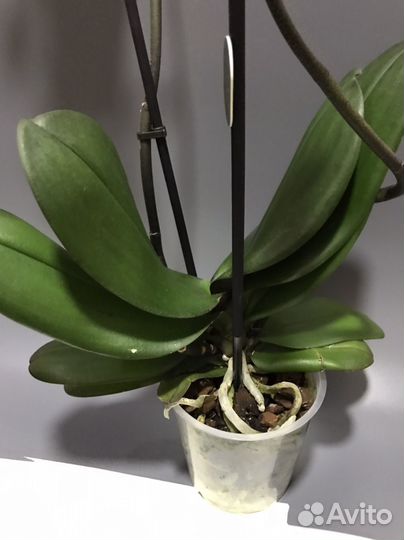 Орхидея фаленопсис