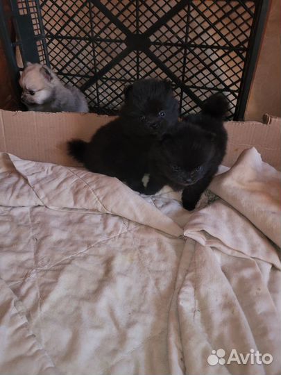 Мини куколки