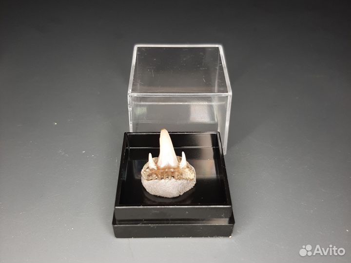 Зубы акулы Paraorthacodus