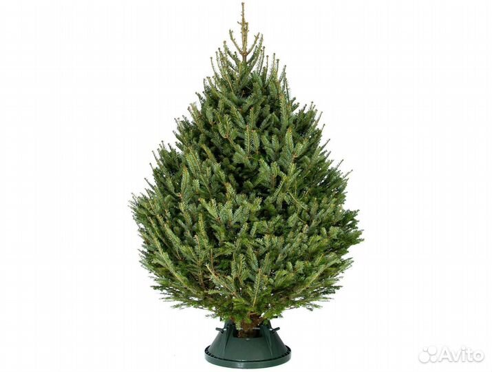 Пихта на Новый год