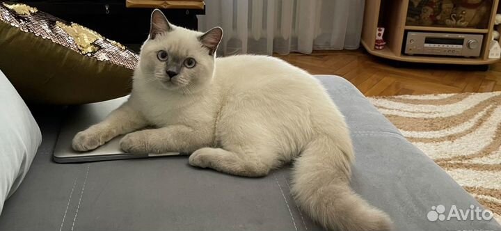 Шотландский кот на вязку