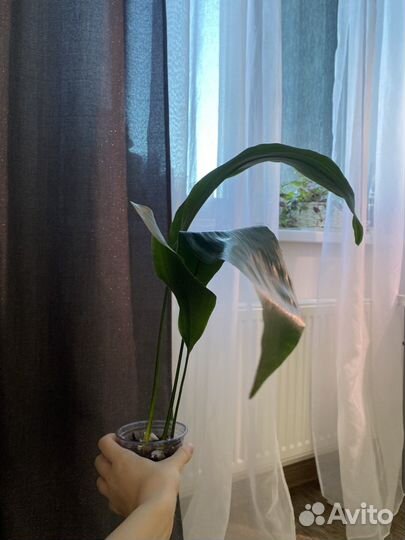 Аспидистра элатиор