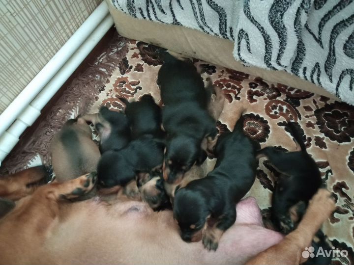 Продаются таксы