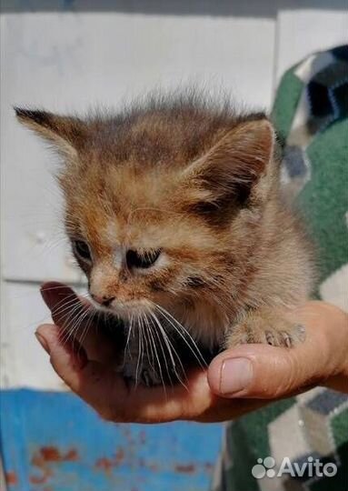 Котёнок в добрые руки
