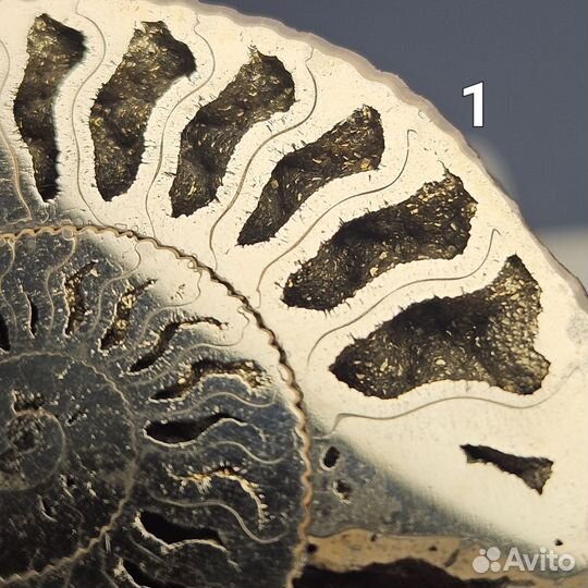 Пиритовый аммонит Kosmoceras полированный