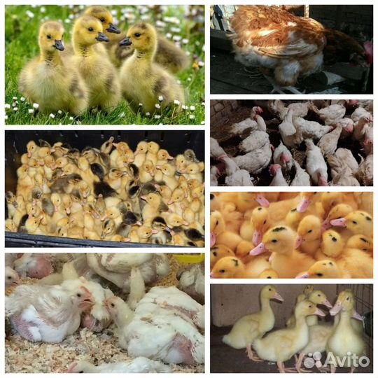 Суточная и подрощеная птица утята, гусята, бройлер