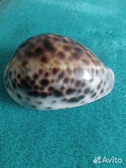 Ракушки морские большие