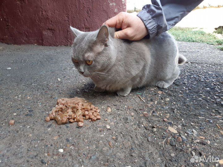 Кошка в добрые руки