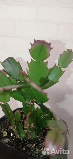 Декабрист розовый в горшке 0.4 л