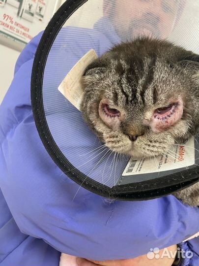 Шотландская вислоухая