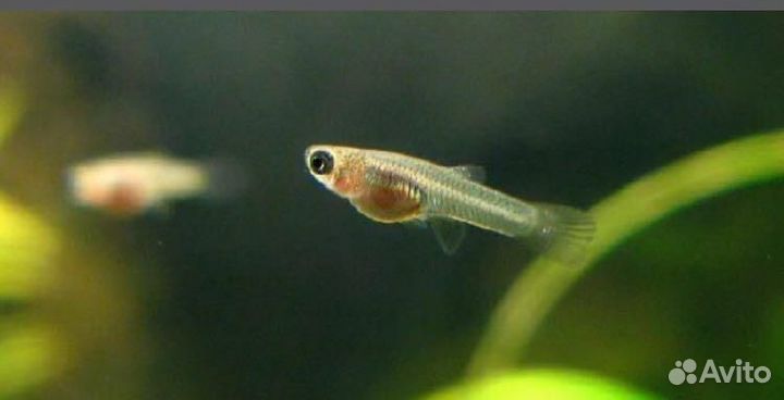 Гуппи