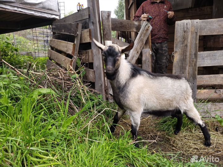 Козлы Ламанча