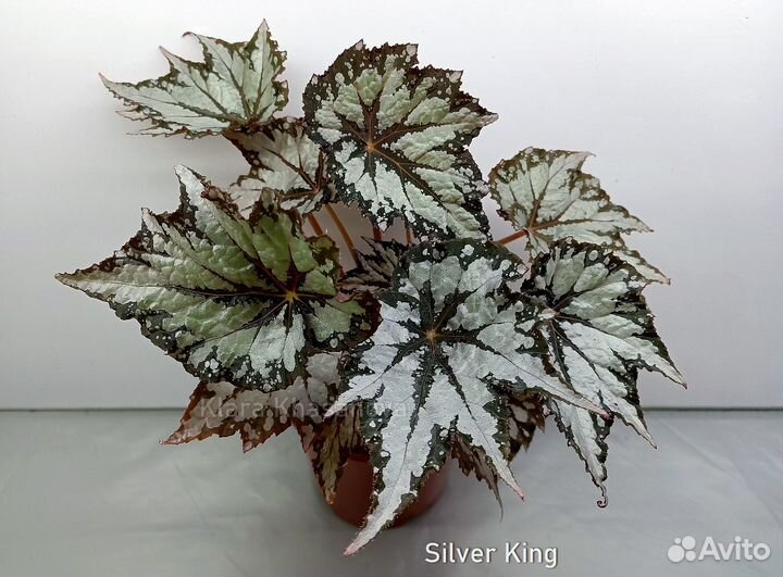 Бегонии декоративно-лиственные (список сортов)