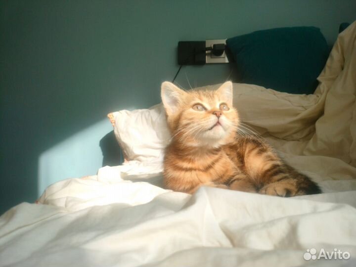 Британские котята