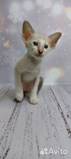 Ориентальные котята