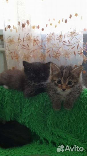 Котята ищут дом