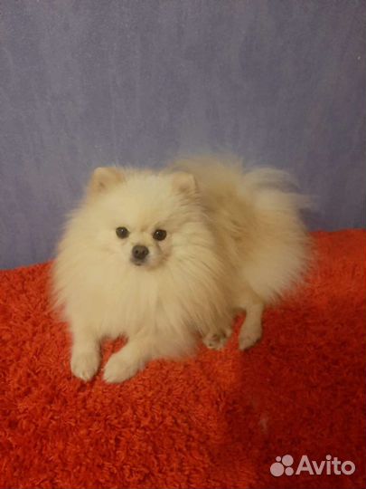 Шпиц в разведение