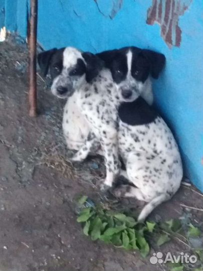 Двортерьер