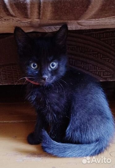 Пристраиваются котята