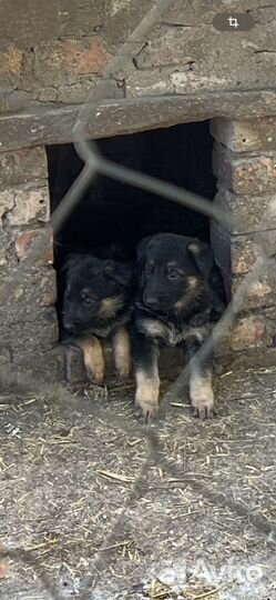 Щенки немецкой овчарки