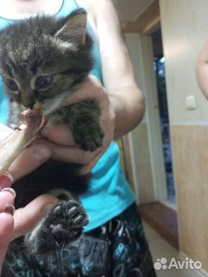Счастье в добрые руки