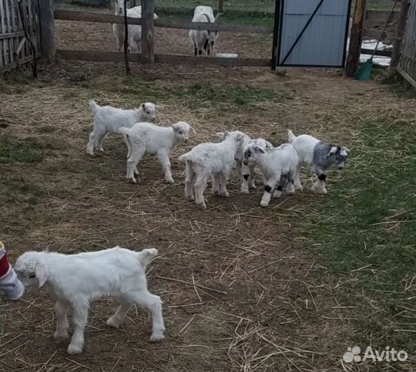 Козы и козлята