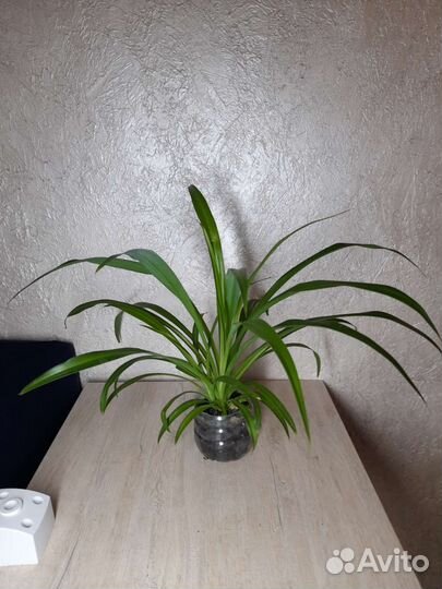 Кактусы