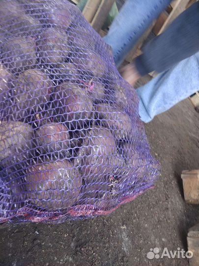 Морковь,свекла, картофель. свежий урожай