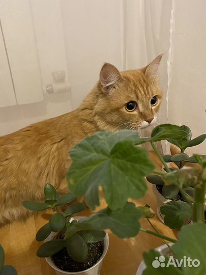 Кот в добрые руки