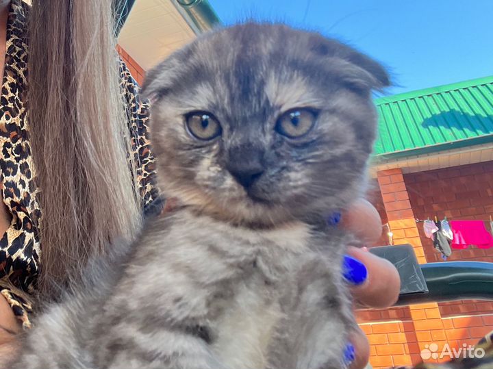 Шотландская