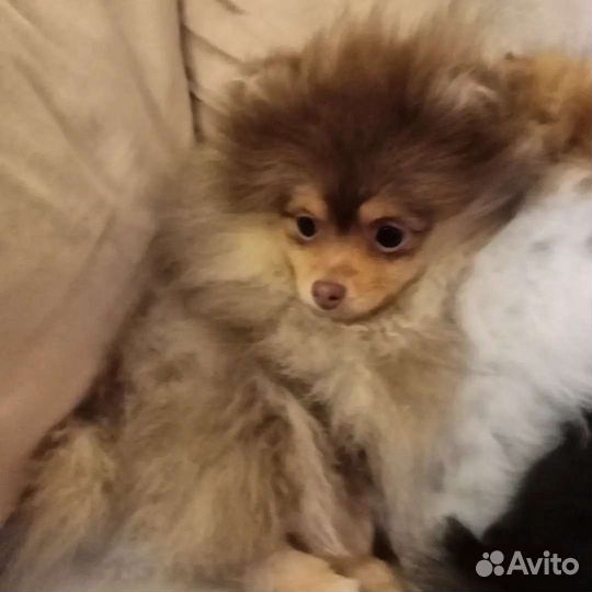 Шпице девочки - красотки