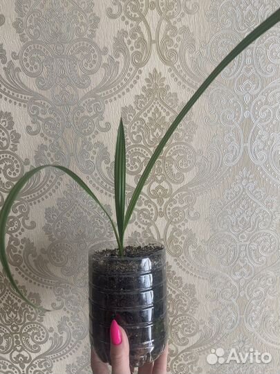 Финиковая пальма