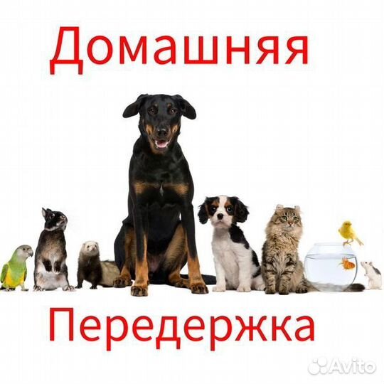 Домашняя передержка животных