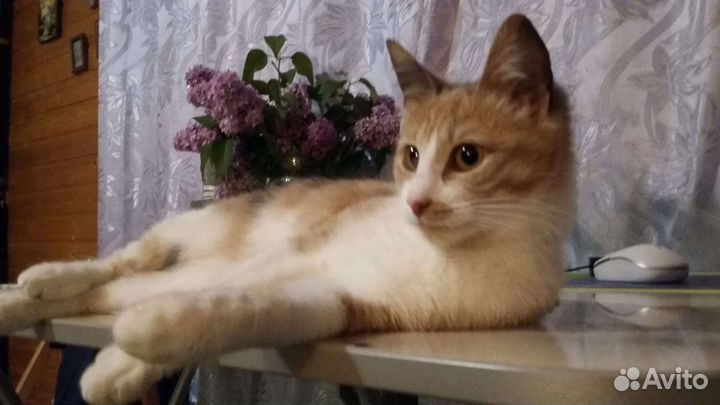 Похищена Кошка
