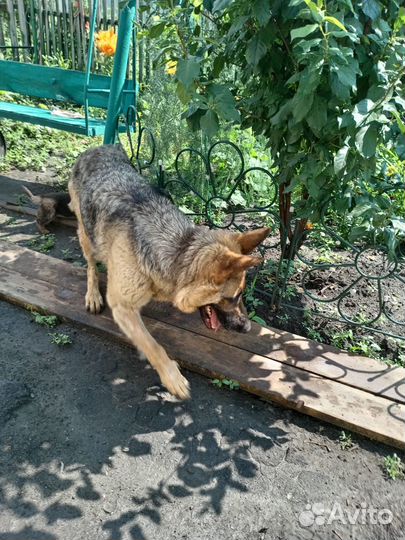 Чистокровные щенки немецкой овчарки