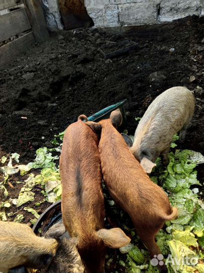 Поросята Венгерская мангалица