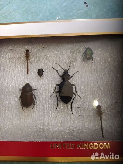 Насекомые Крыма обновление