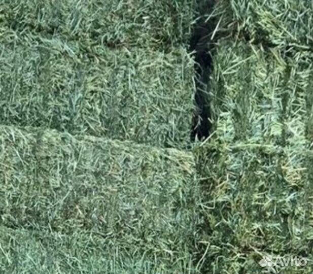 Сено люцерны в тюках