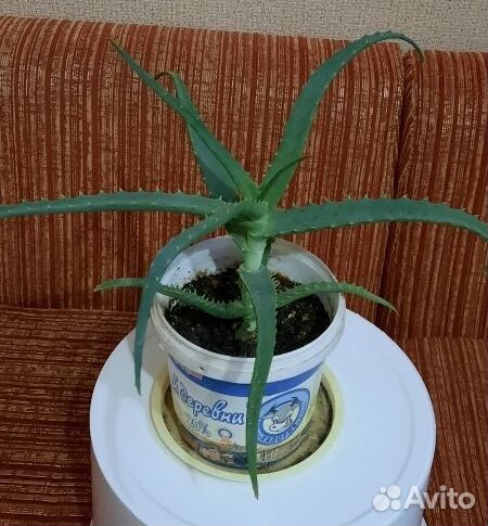 Алоэ лечебный