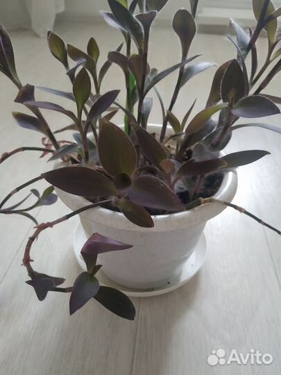 Сеткрезия пурпурная