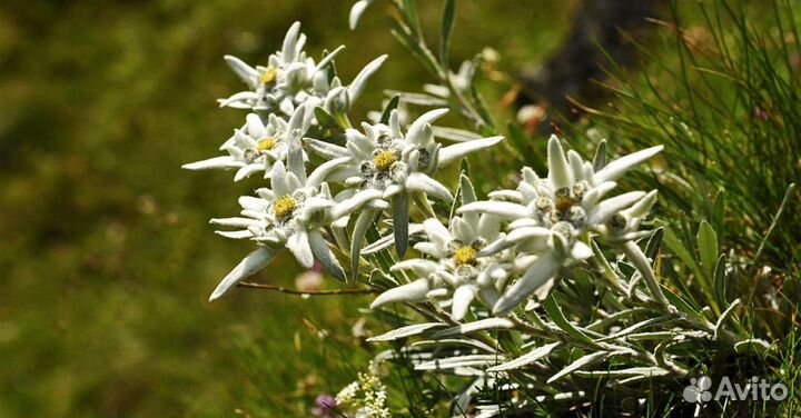 Эдельвейс Альпийский. редкое. Семена