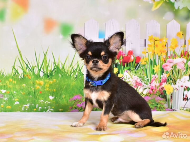 Щенки чихуахуа:мальчик и девочка