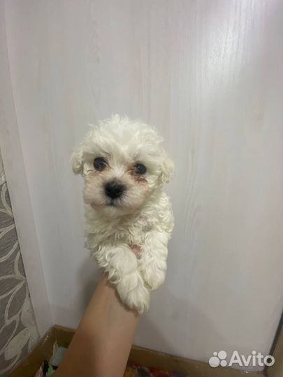 Щенки бишон фризе