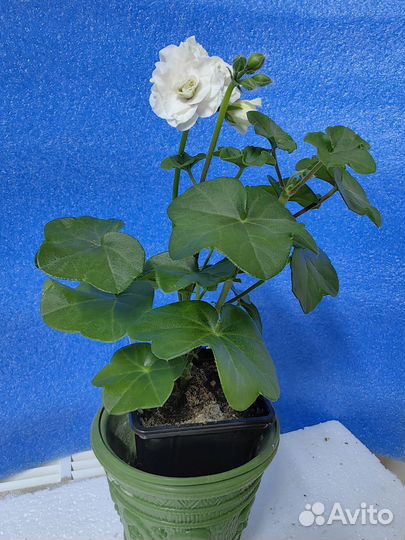 Герань пеларгония