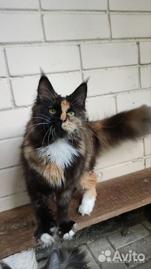 Девочка мейн-куна