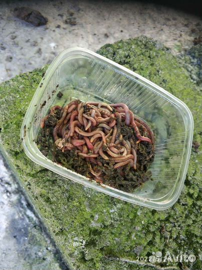 Черви для рыбалки