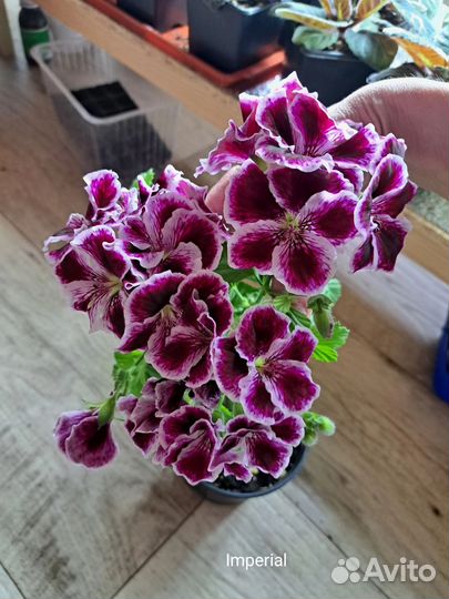 Пеларгония герань