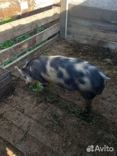 Продам борова 10 месяцев не кастрат